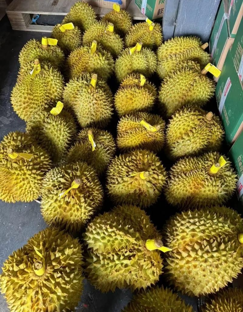 金枕榴莲一手批发，a果保5房，货源充足，质量保证。