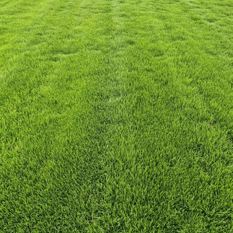 草坪