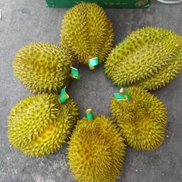 金枕榴莲一手批发，a果保5房，货源充足，质量保证。