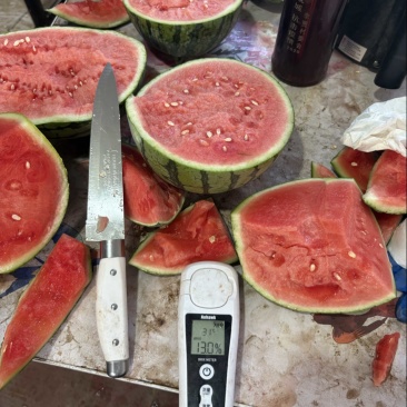 大量出售蜜童无籽西瓜