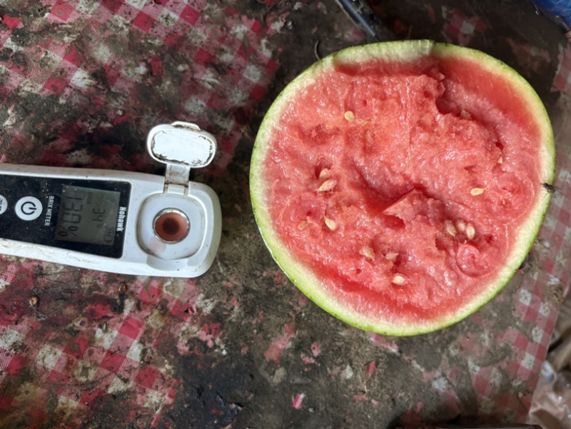 大量出售蜜童无籽西瓜