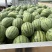 大量出售蜜童无籽西瓜