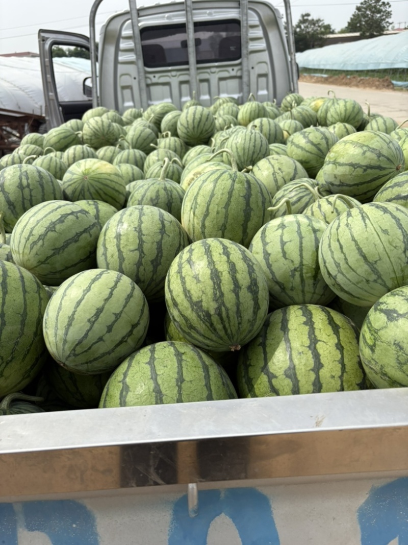 大量出售蜜童无籽西瓜