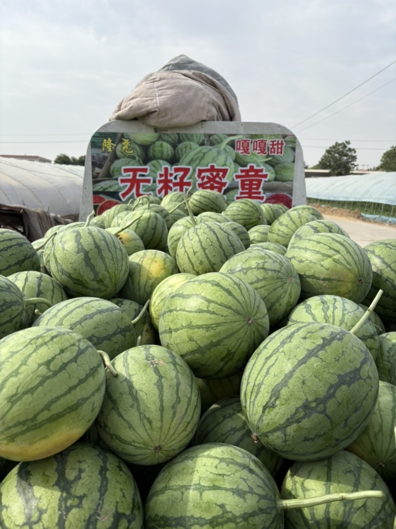 大量出售蜜童无籽西瓜
