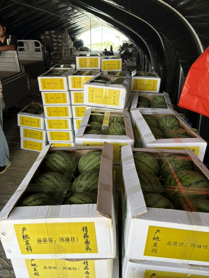 大量出售蜜童无籽西瓜