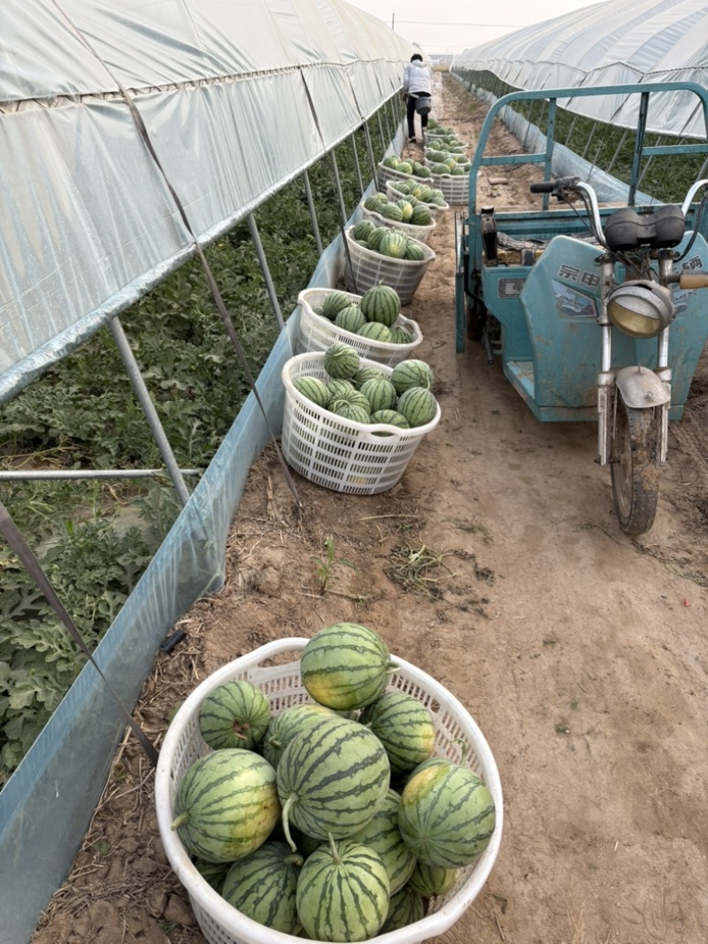 大量出售蜜童无籽西瓜