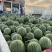 大量出售蜜童无籽西瓜