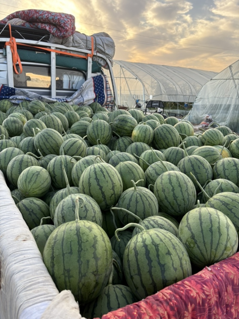 大量出售蜜童无籽西瓜