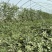 大量出售蜜童无籽西瓜