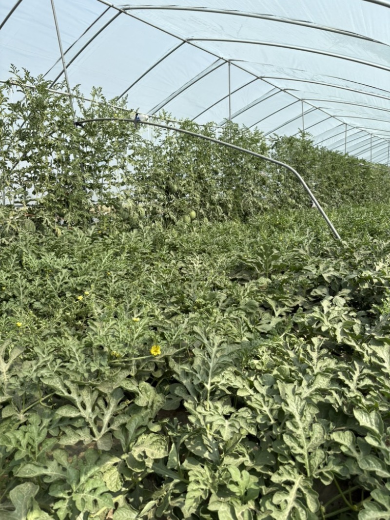 大量出售蜜童无籽西瓜