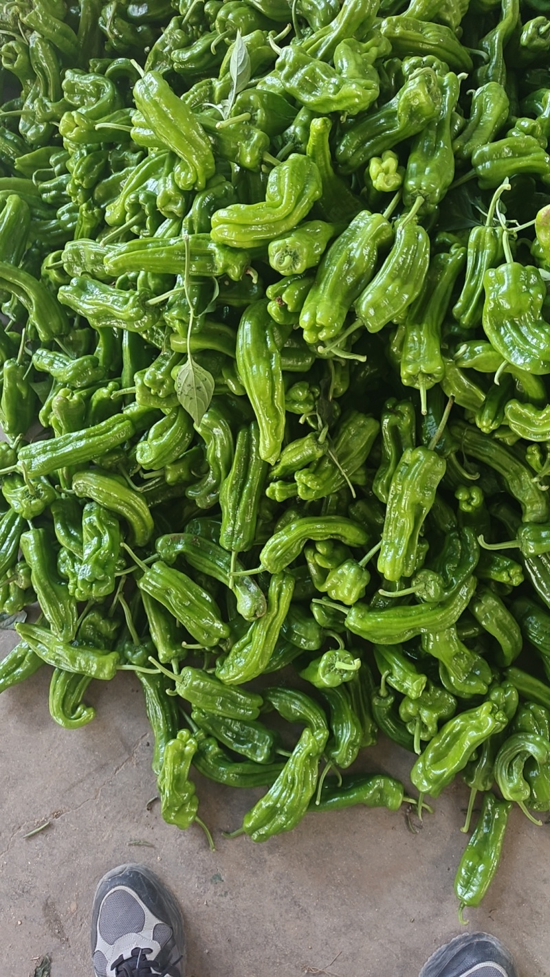 薄皮椒