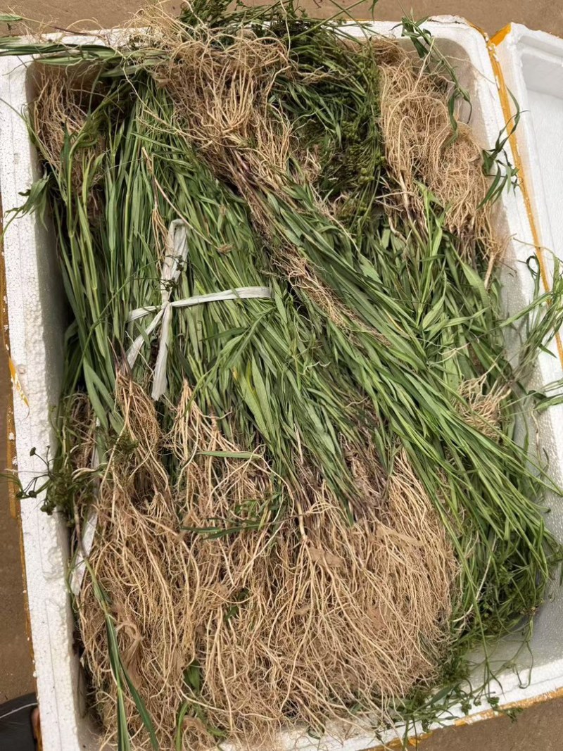 徐长卿中药材，廖刁竹，逍遥竹，了刁竹货真价实