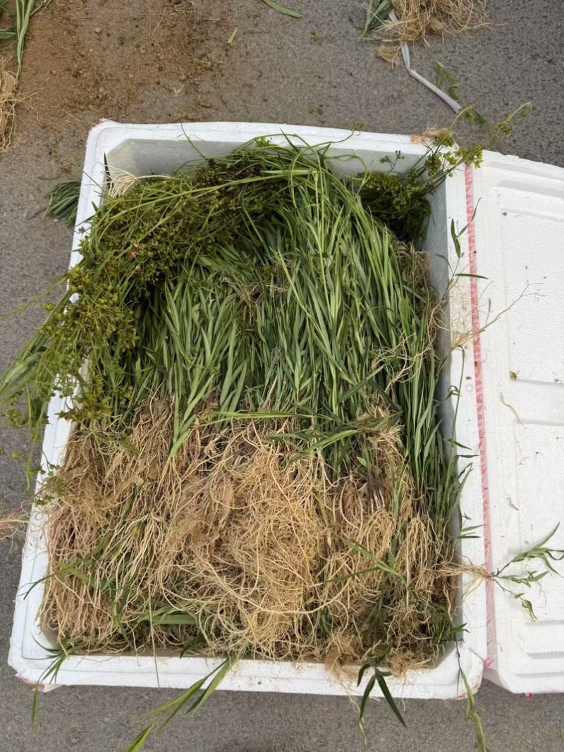 徐长卿中药材，廖刁竹，逍遥竹，了刁竹货真价实
