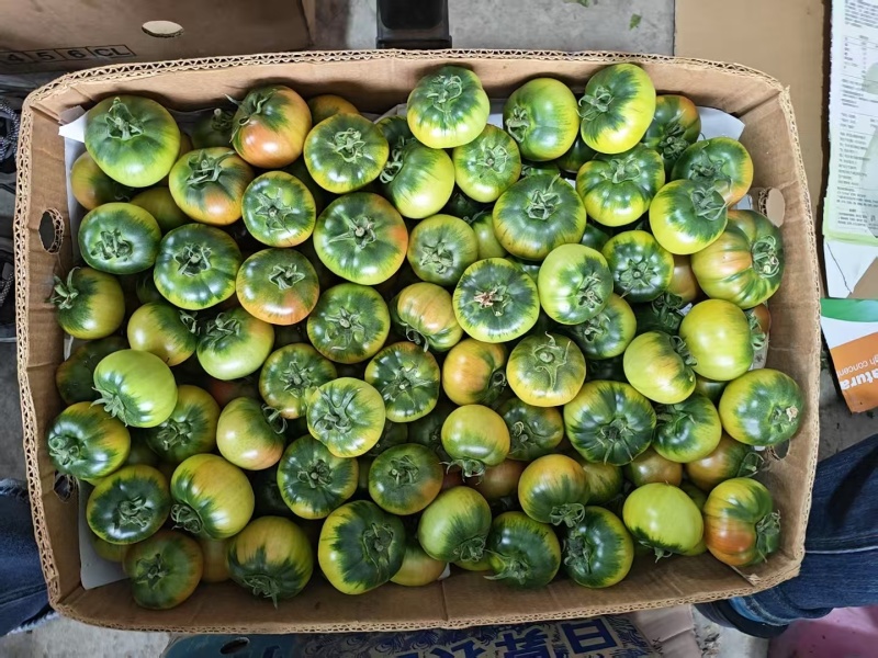 草莓西红柿草莓番茄现摘现发可加工各种规格大小包装商超礼盒