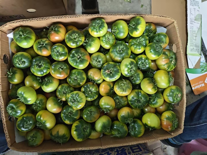 草莓西红柿草莓番茄现摘现发可加工各种规格大小包装商超礼盒