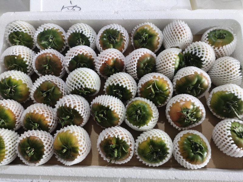 草莓西红柿草莓番茄现摘现发可加工各种规格大小包装商超礼盒