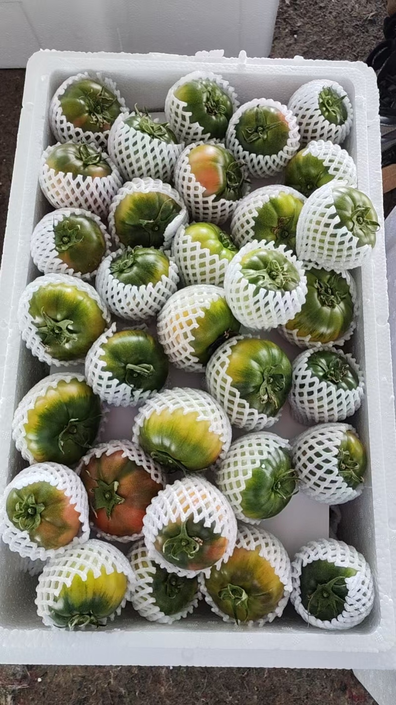 草莓西红柿草莓番茄现摘现发可加工各种规格大小包装商超礼盒
