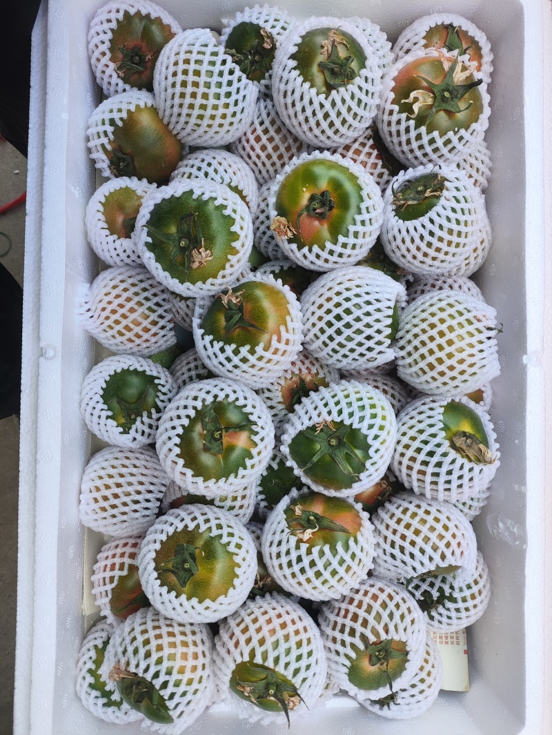 草莓西红柿草莓番茄现摘现发可加工各种规格大小包装商超礼盒