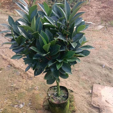 四季茶花杯苗