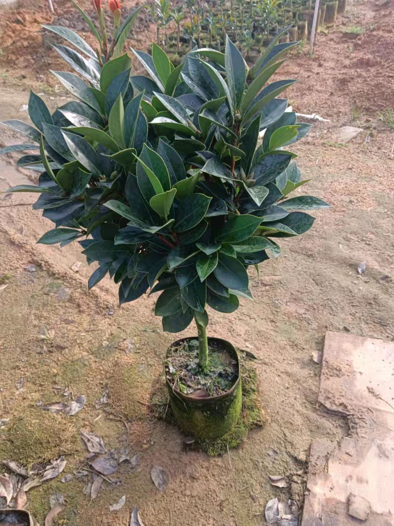 四季茶花杯苗