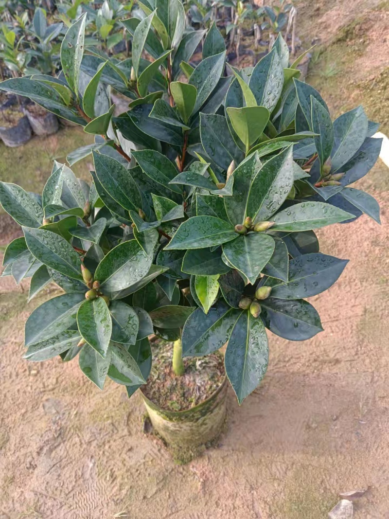 四季茶花杯苗