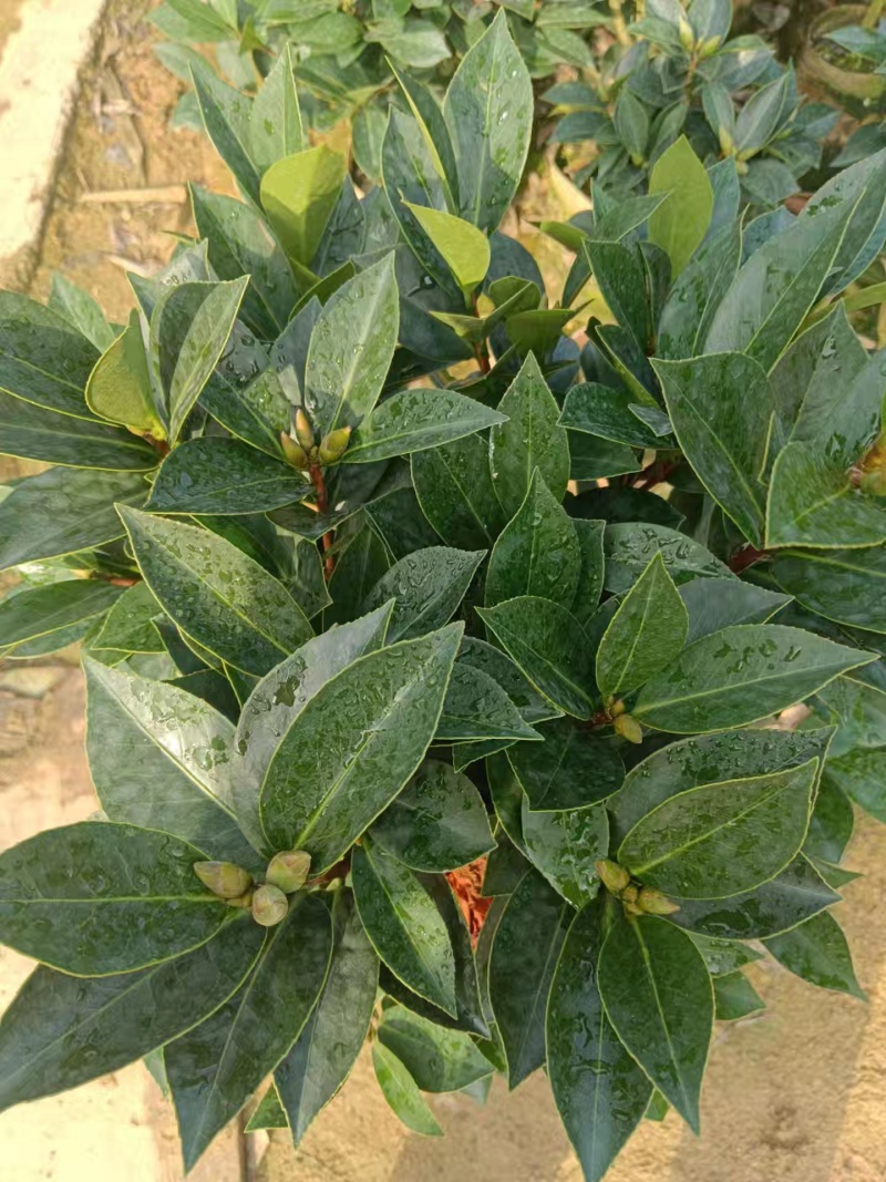 四季茶花杯苗