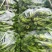 青椒/薄皮青椒/苏椒【产地直发，支持视频看货！】