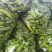 青椒/薄皮青椒/苏椒【产地直发，支持视频看货！】