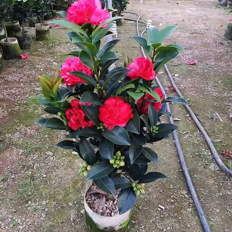 四季茶花杯苗