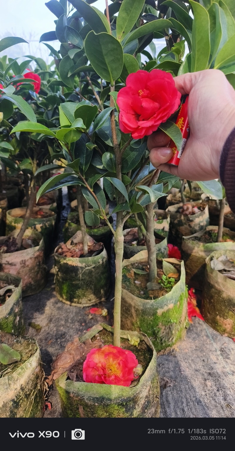 四季茶花杯苗