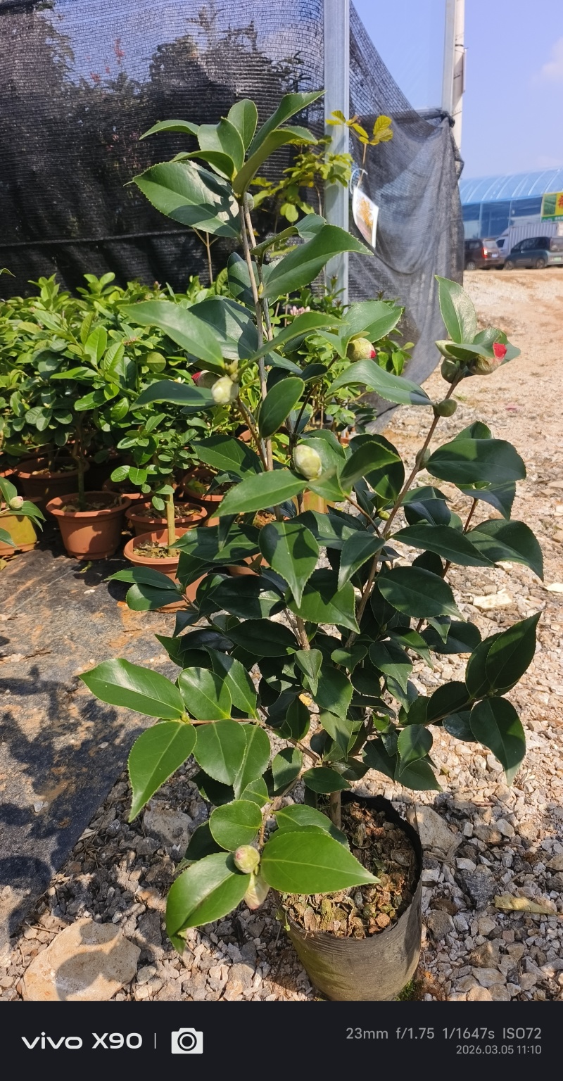 四季茶花杯苗