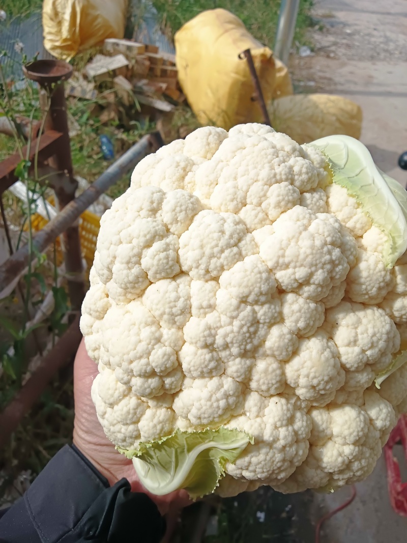 白花