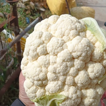 白花