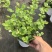 茉莉花盆栽/带花包/基地直销