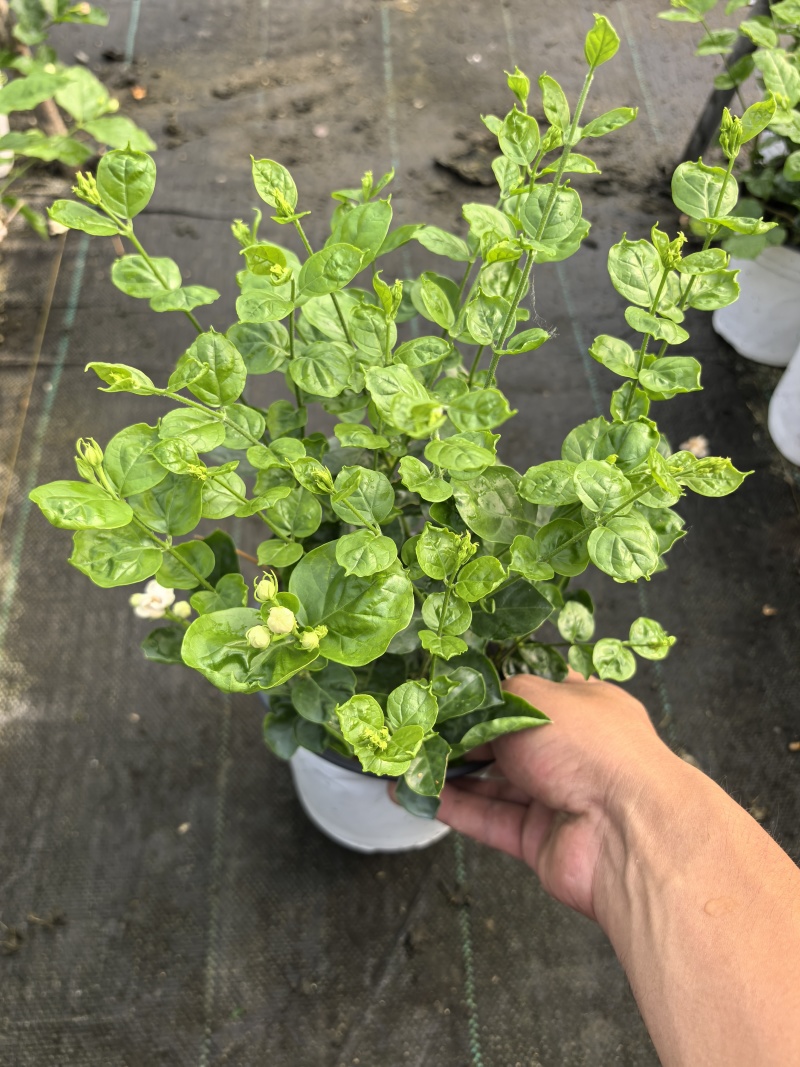茉莉花盆栽/带花包/基地直销