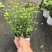 茉莉花盆栽/带花包/基地直销