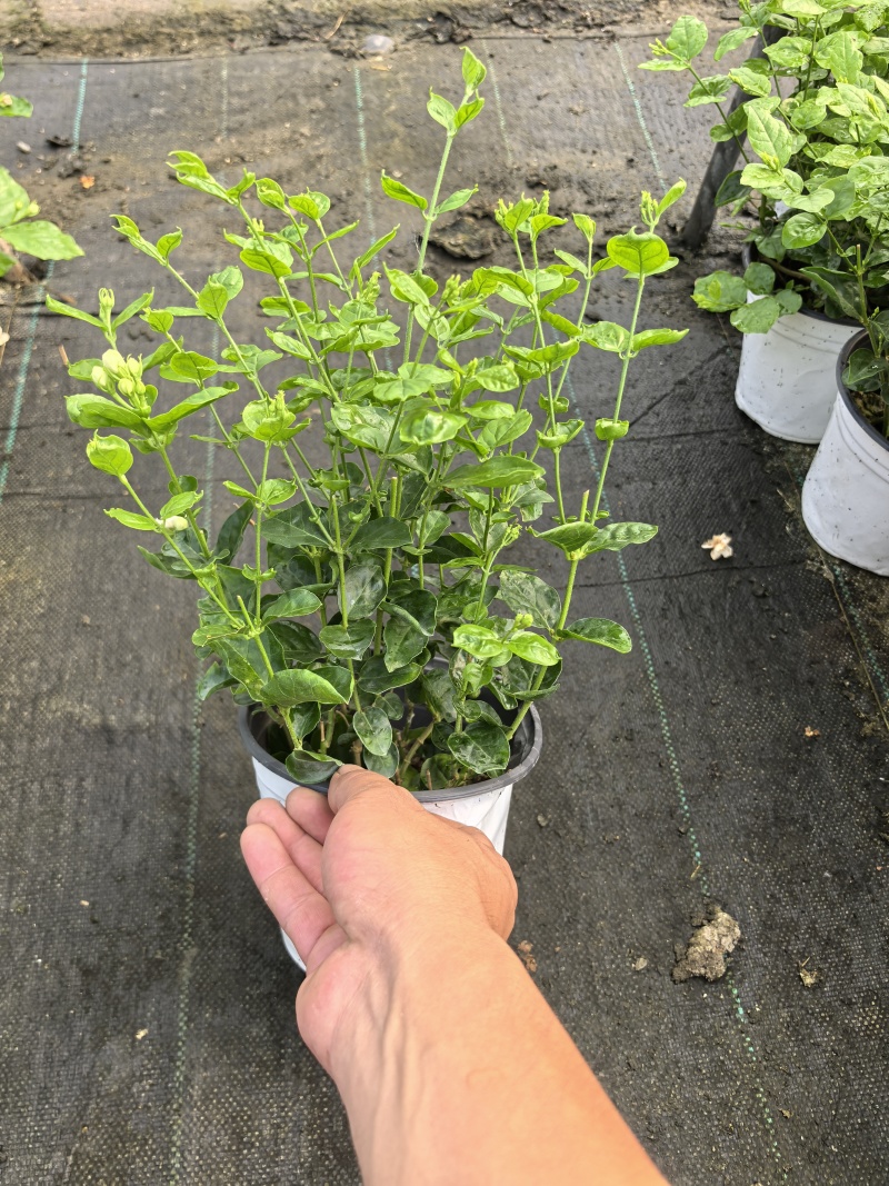 茉莉花盆栽/带花包/基地直销
