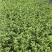 茉莉花盆栽/带花包/基地直销