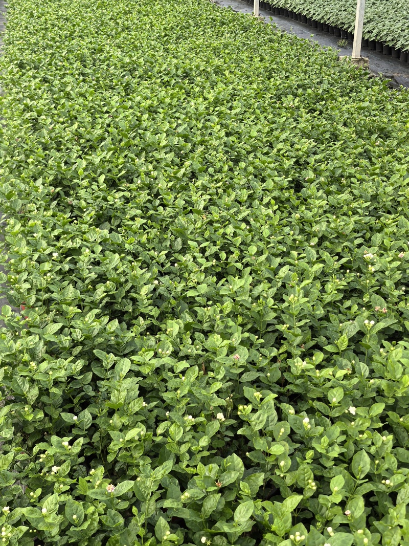 茉莉花盆栽/带花包/基地直销