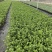 茉莉花盆栽/带花包/基地直销