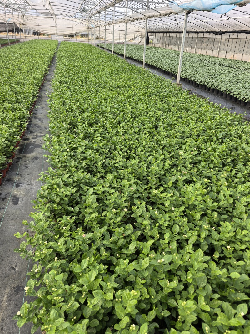 茉莉花盆栽/带花包/基地直销