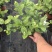 茉莉花盆栽/带花包/基地直销