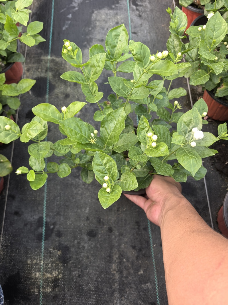茉莉花盆栽/带花包/基地直销