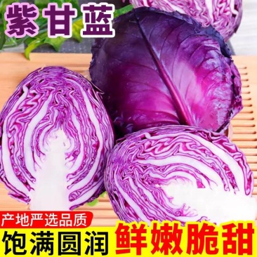 紫甘蓝产地看货论价保质保量欢迎订购支持发货