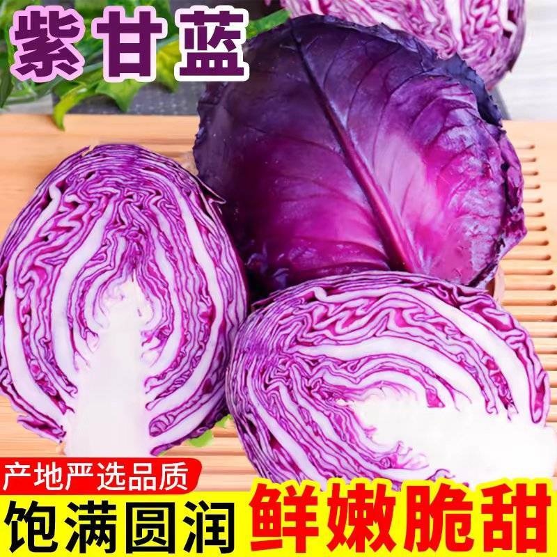 紫甘蓝产地看货论价保质保量欢迎订购支持发货