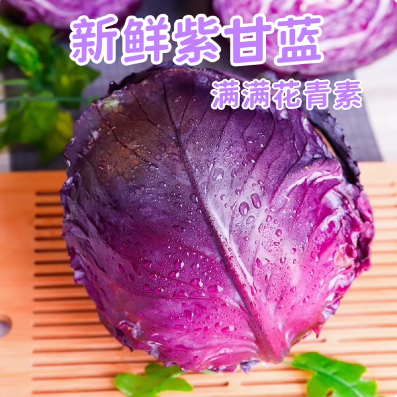 紫甘蓝产地看货论价保质保量欢迎订购支持发货