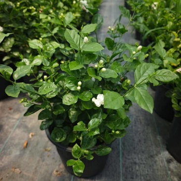 茉莉花盆栽/带花包/基地直销