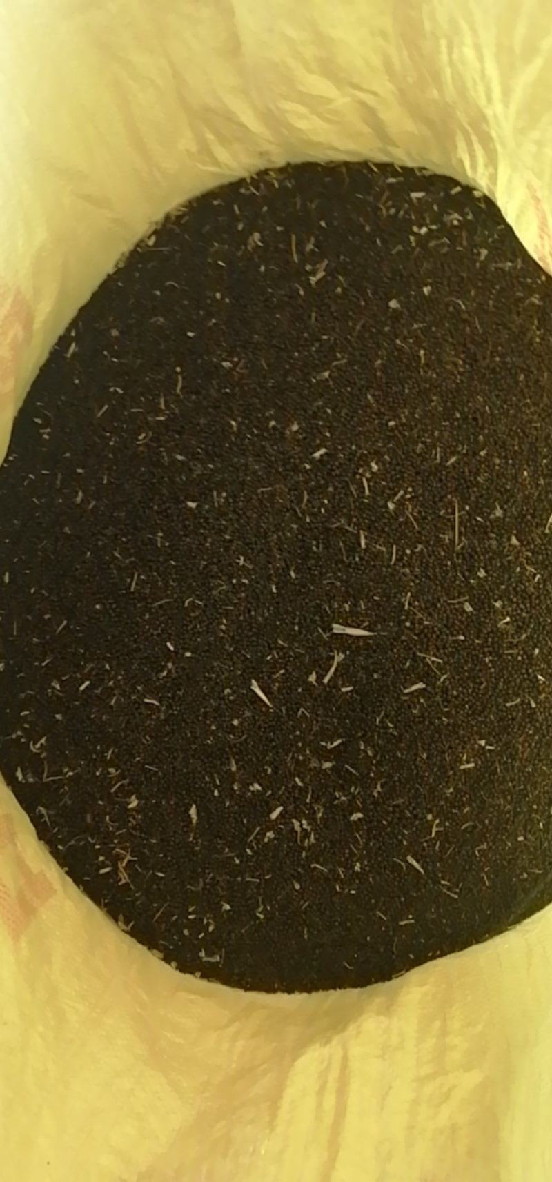 油菜籽