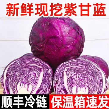 紫甘蓝产地一手货源支持视频看货打款发货
