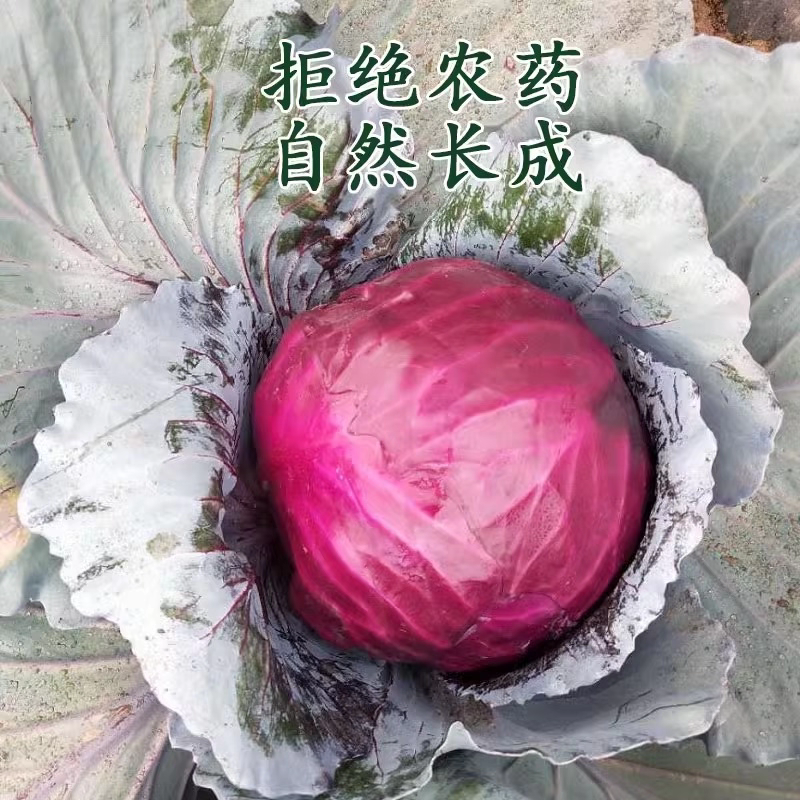 紫甘蓝产地一手货源支持视频看货打款发货